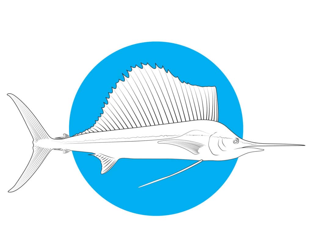 Pacific sailfish