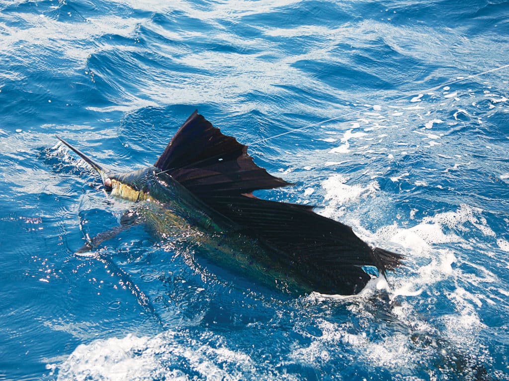 Shallow water Florida Keys sailfish