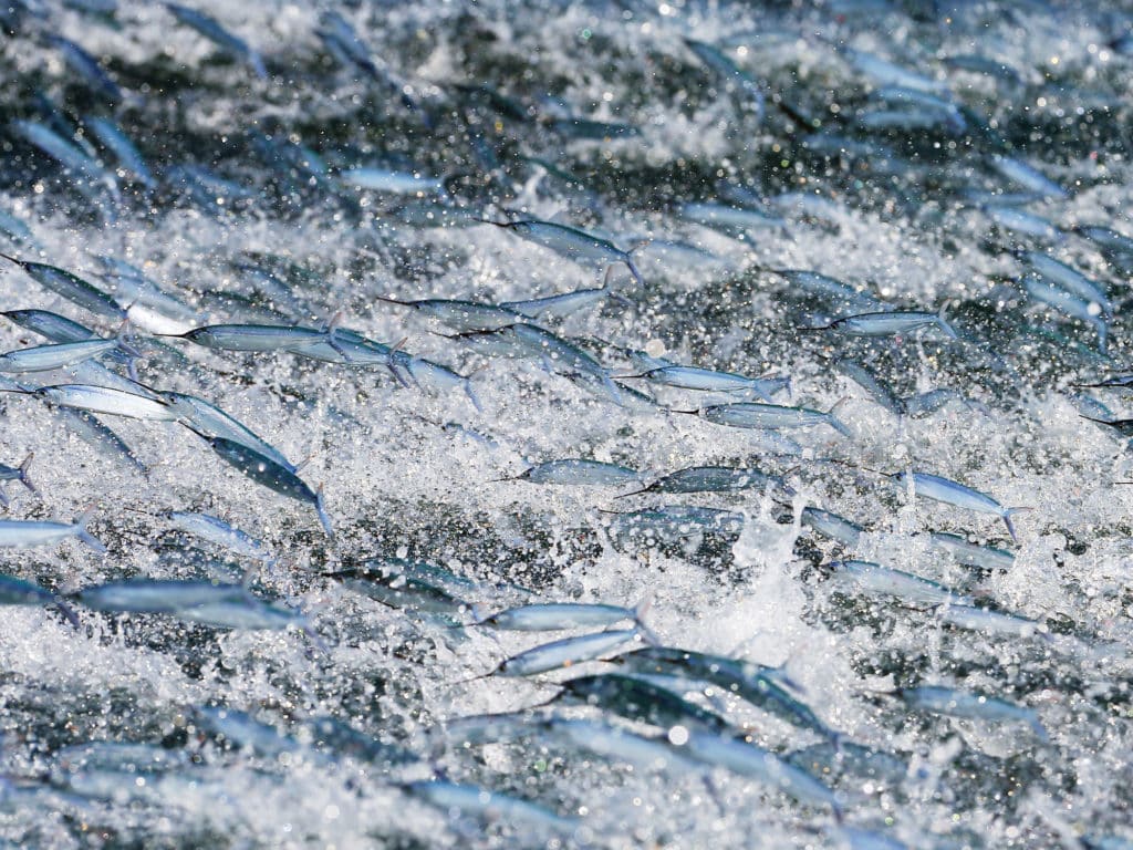 Shallow water Florida Keys sailfish