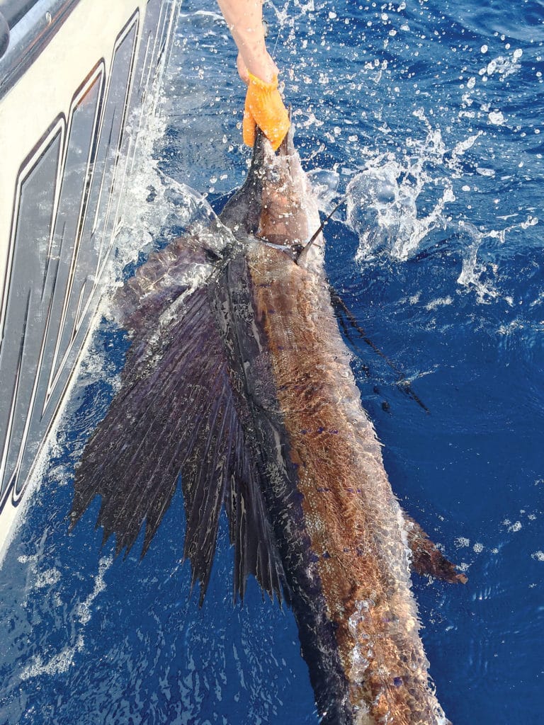 Shallow water Florida Keys sailfish