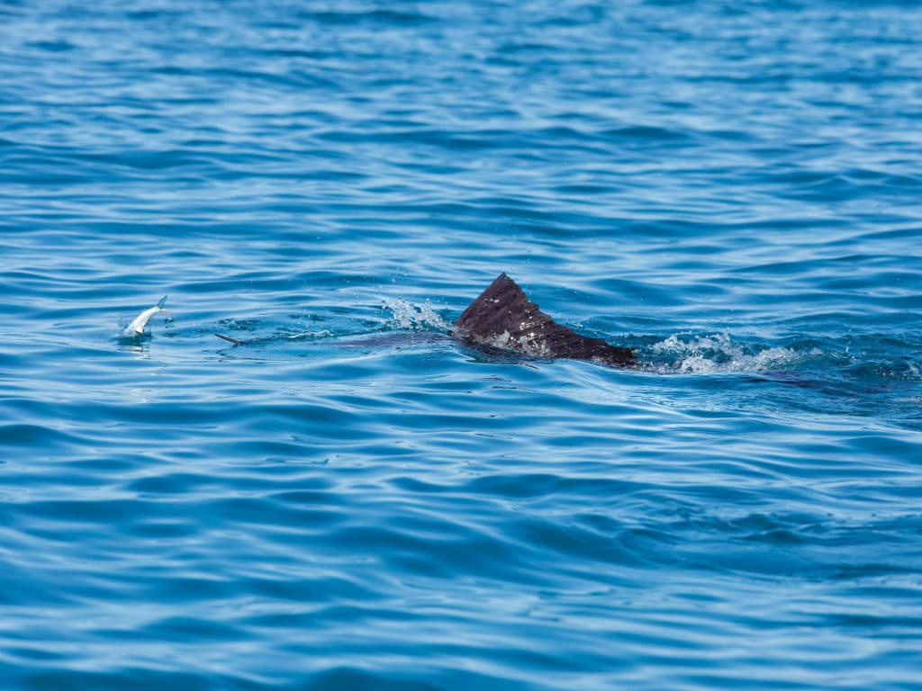 Shallow water Florida Keys sailfish