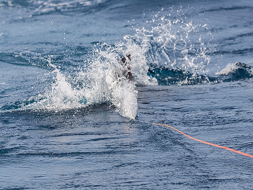 Sailfish attacks a fly on the surface