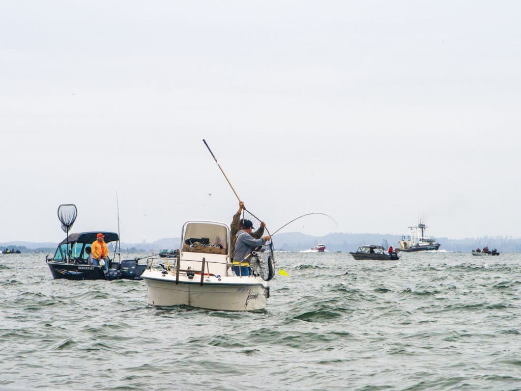 buoy 10 salmon columbia river