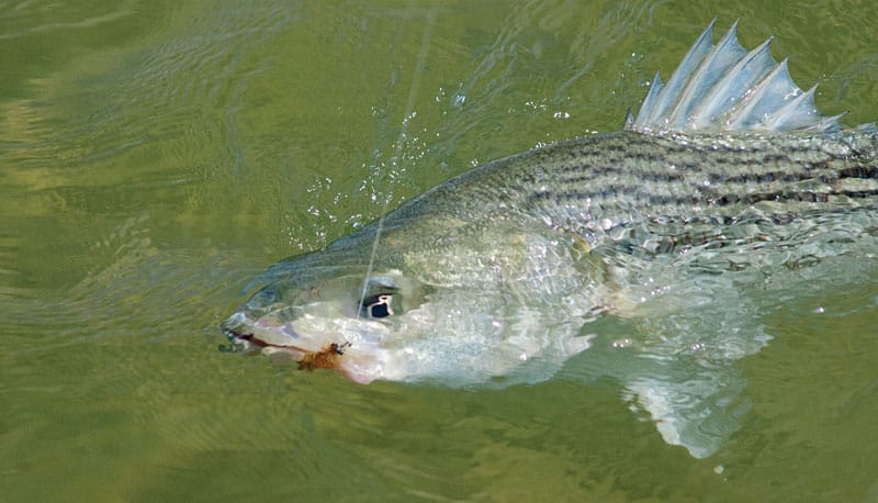 salt-marsh-stripers-in-water.jpg