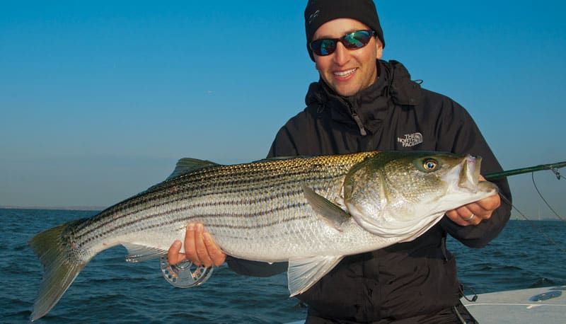 Salt Marsh Stripers  Salt Water Sportsman