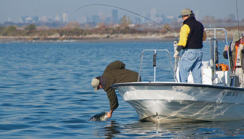 salt-marsh-stripers-skyline.jpg