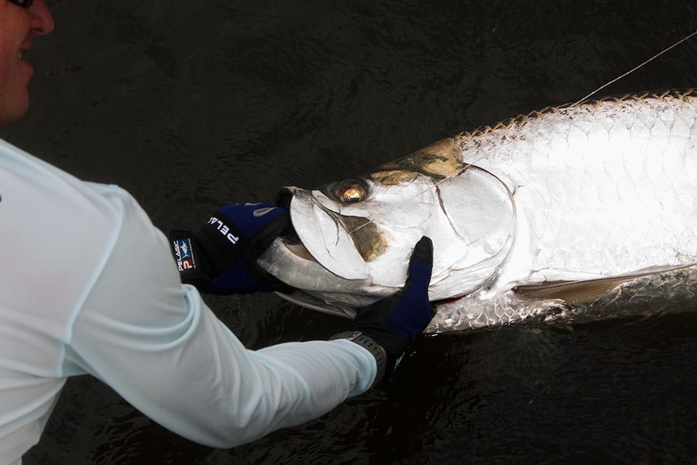 san juan tarpon_01.jpg