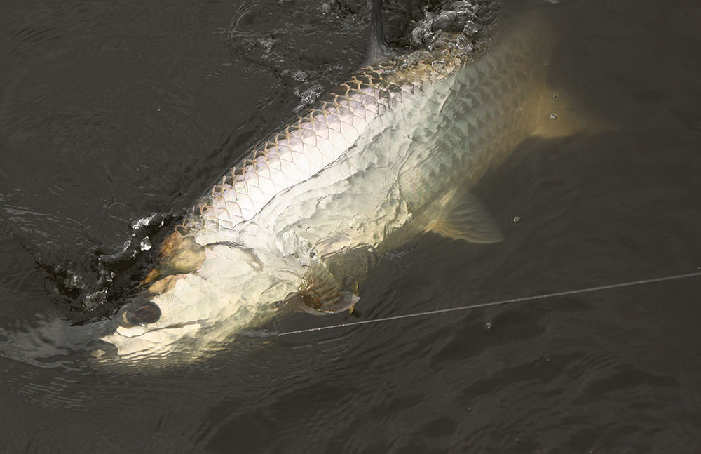 san juan tarpon_03.jpg