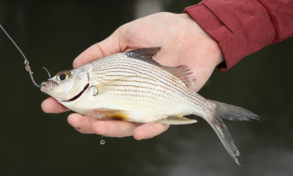 san juan tarpon_13.jpg