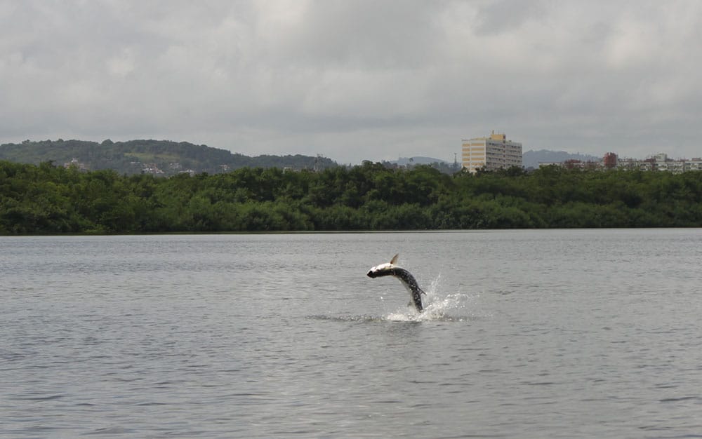 san juan tarpon_17.jpg