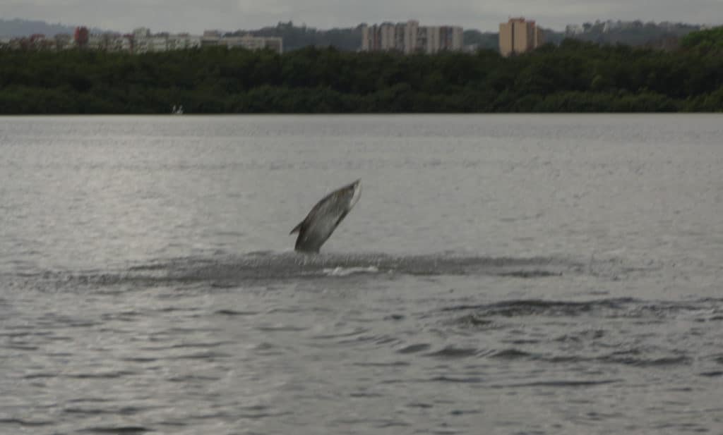 san juan tarpon_19.jpg