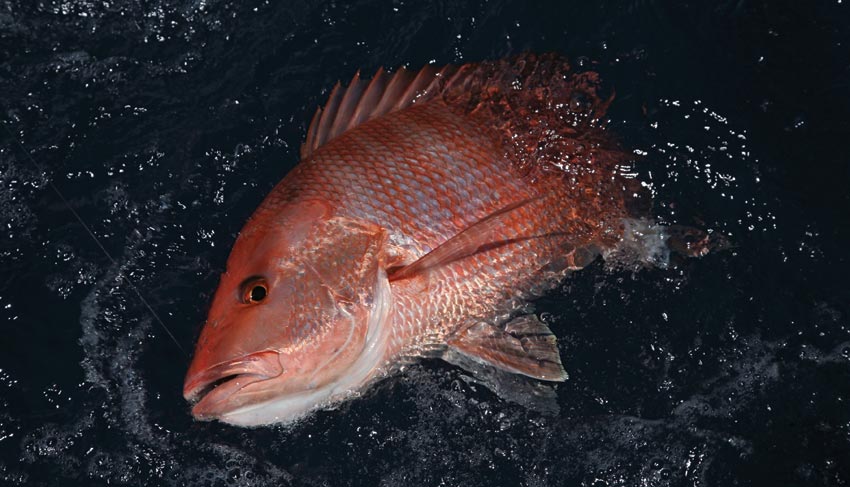 sarasota-bottom-snapper.jpg