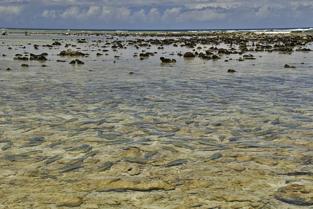 unweighted flies for bonefish