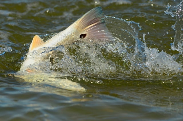 Inshore fishing