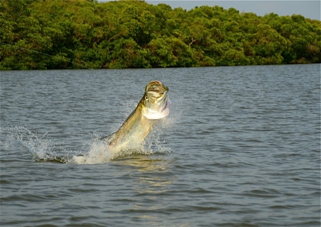 Inshore fishing