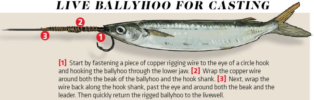 Ballyhoo Bait Fishing Sailfish