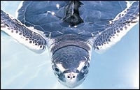 sea_turtle_03.jpg