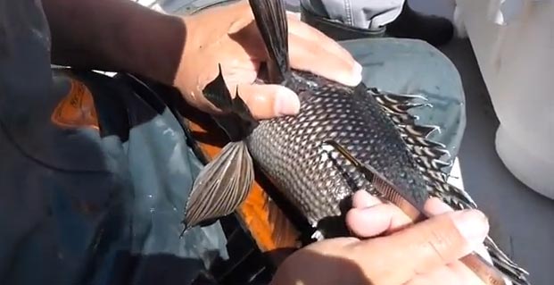 seabass tagging