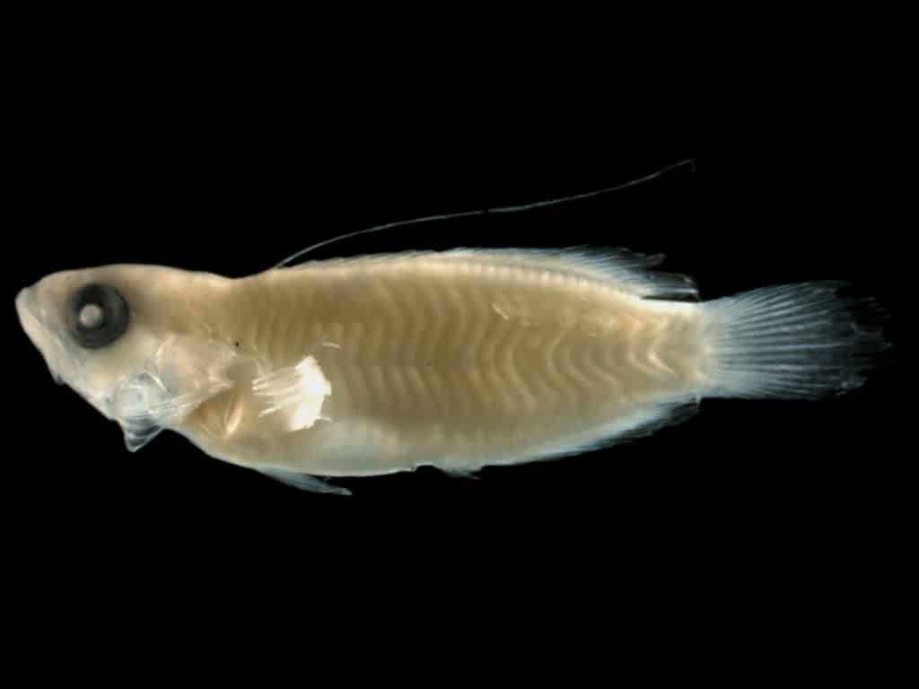 Grouper Baby Larvae Fish Photo