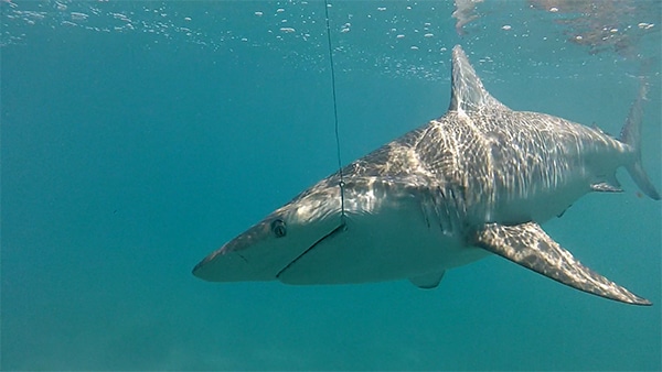 shark in Florida