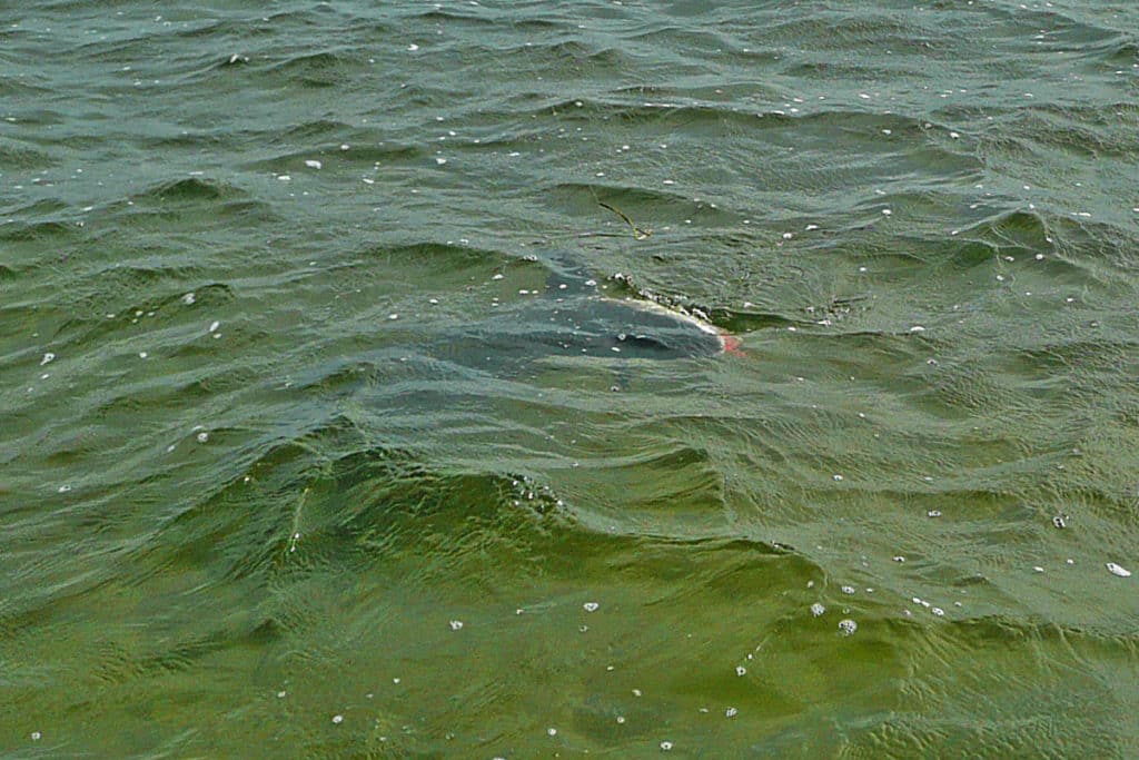 lemon shark in Florida Keys