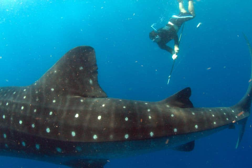 whale shark tag