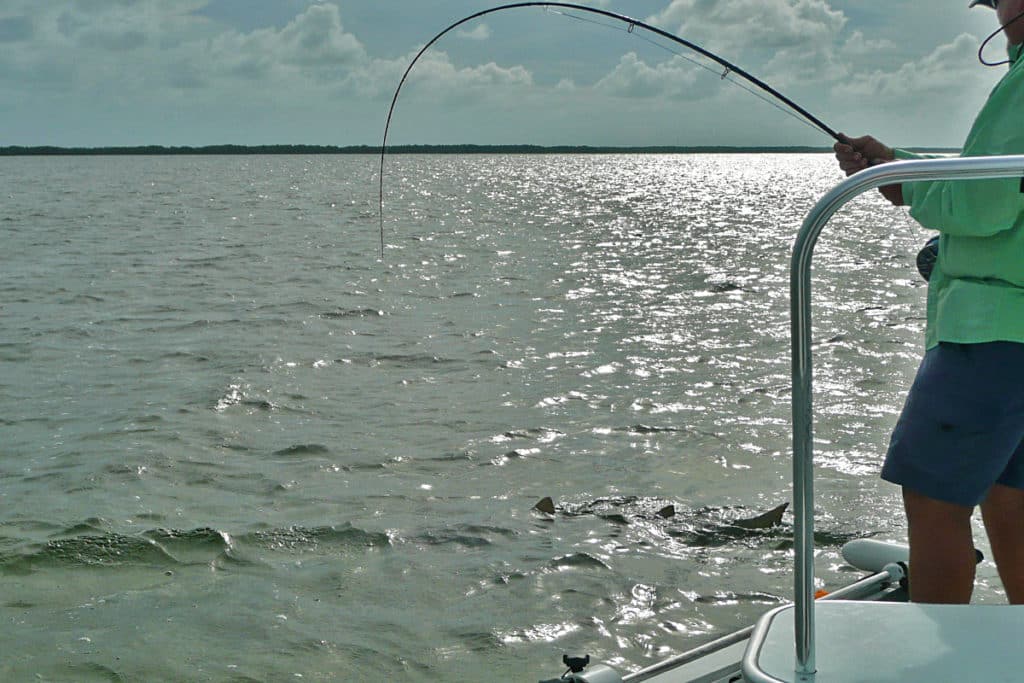 lemon sharks