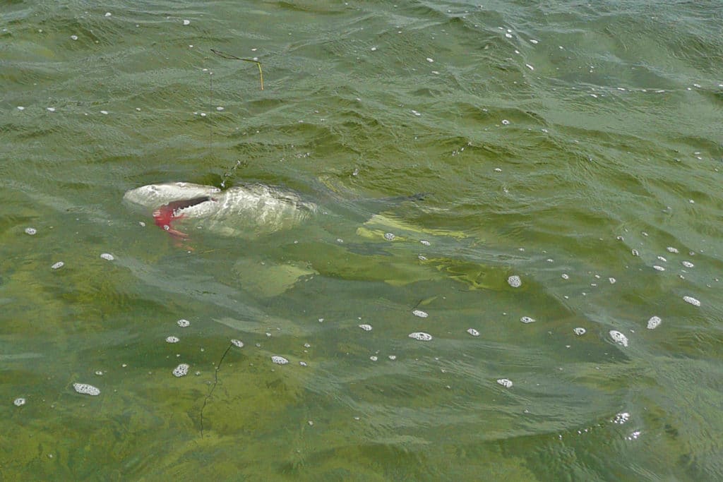 lemon shark in Florida Keys