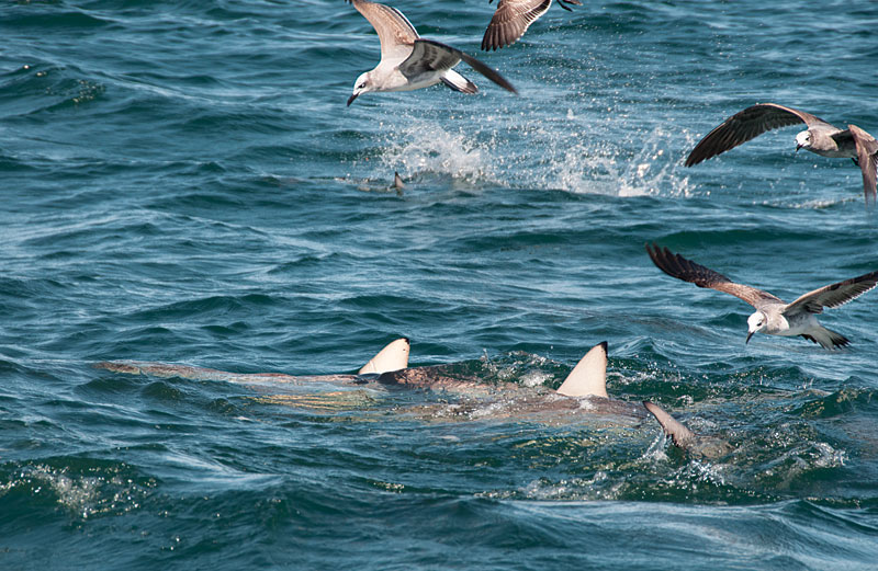 shark-chumming-birds.jpg