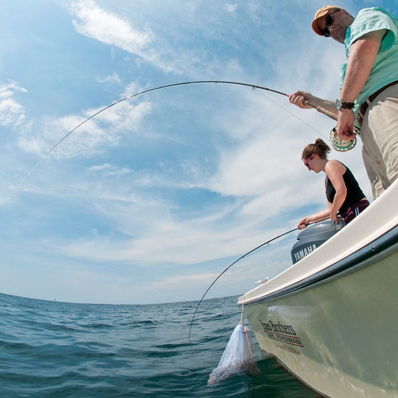 shark-chumming-boatside.jpg