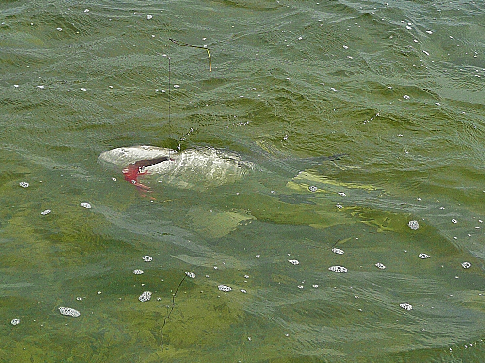 Lemon shark caught on fly