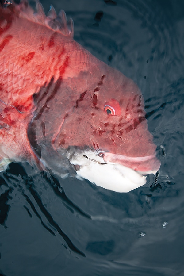 How to Catch California Sheephead