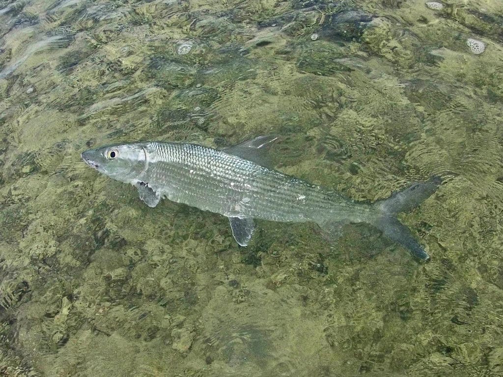 A tired Bahamian bonefish is finally coaxed alongside the boat for pictures.