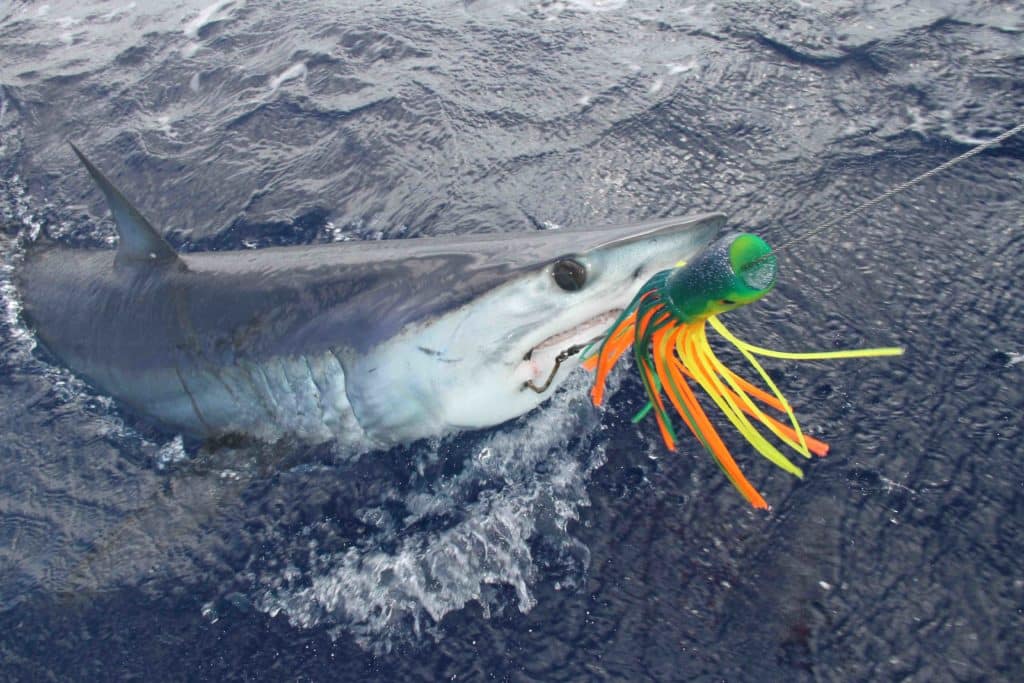 shortfin mako caught for tagging lr.jpg