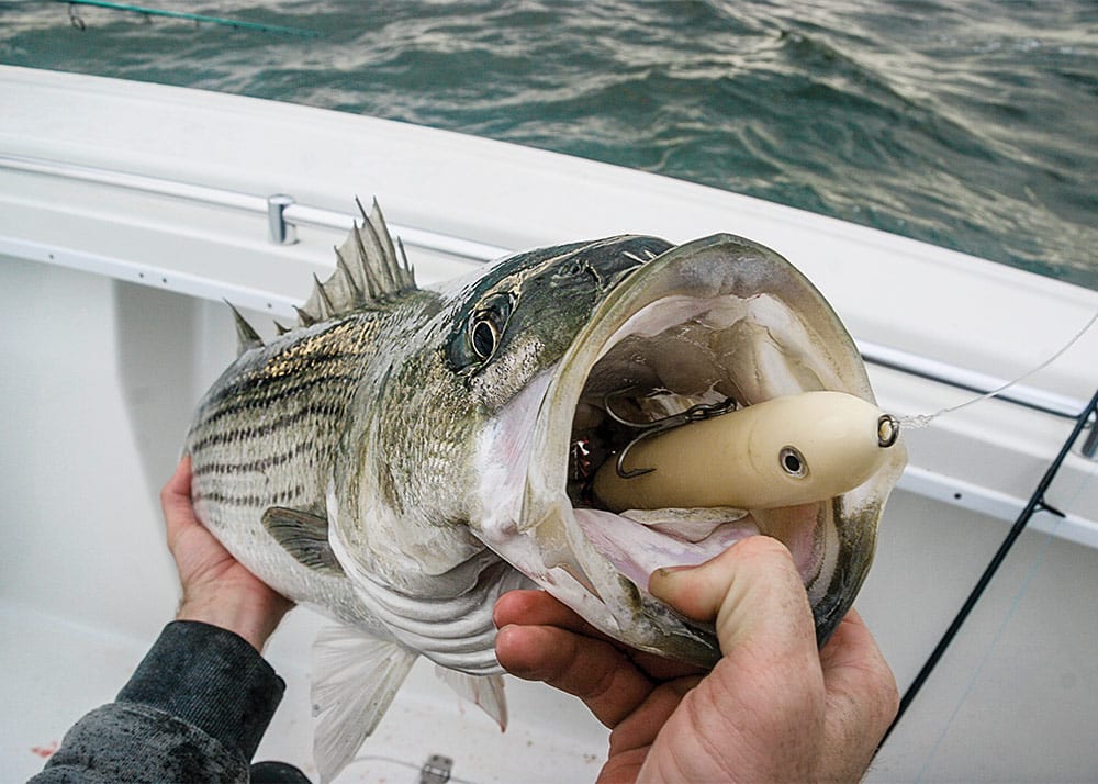 East Coast Fall Mullet Run