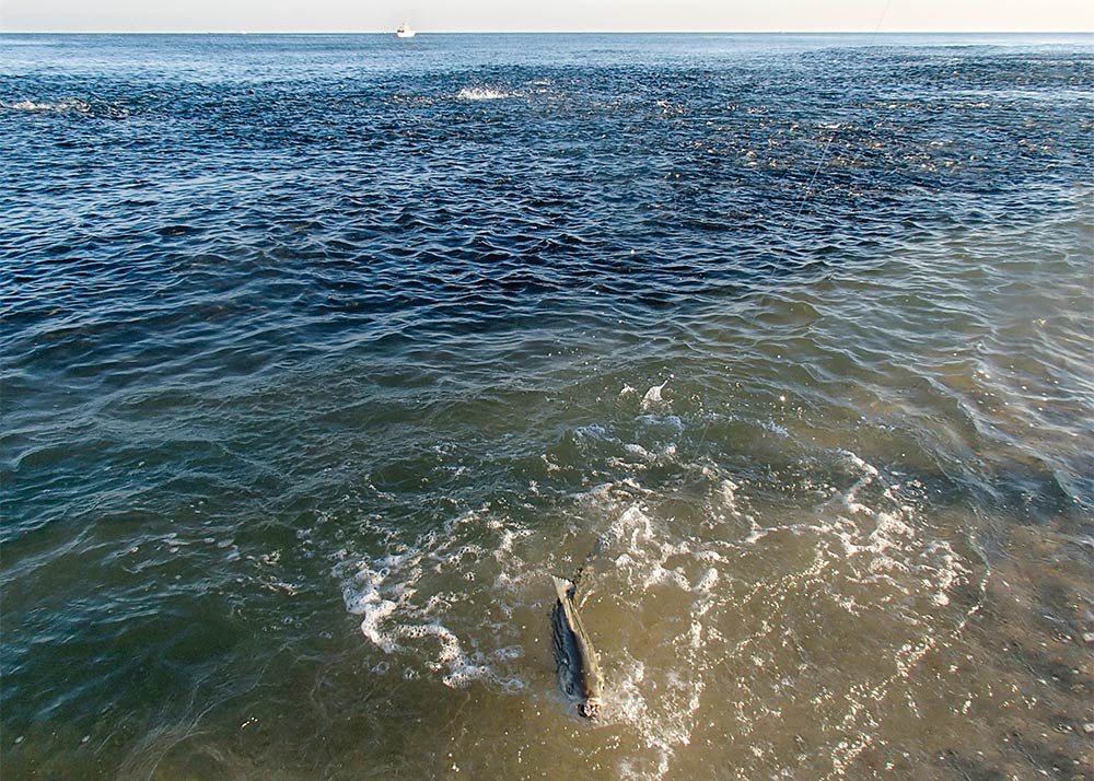 East Coast Fall Mullet Run