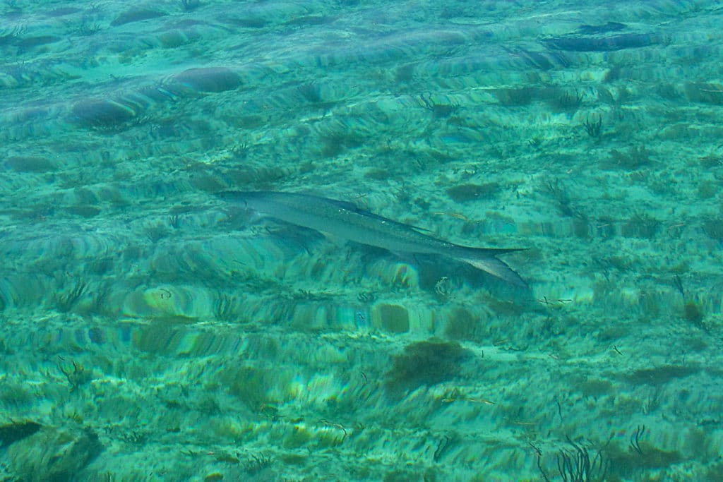 worm hatch sighting for tarpon