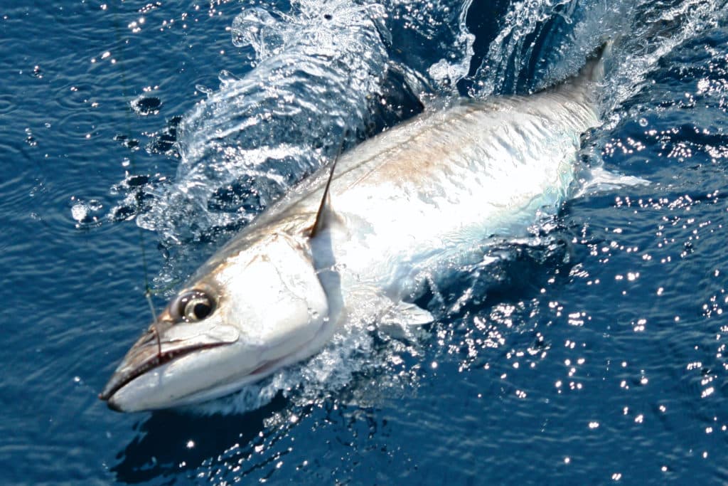 Texas kingfish