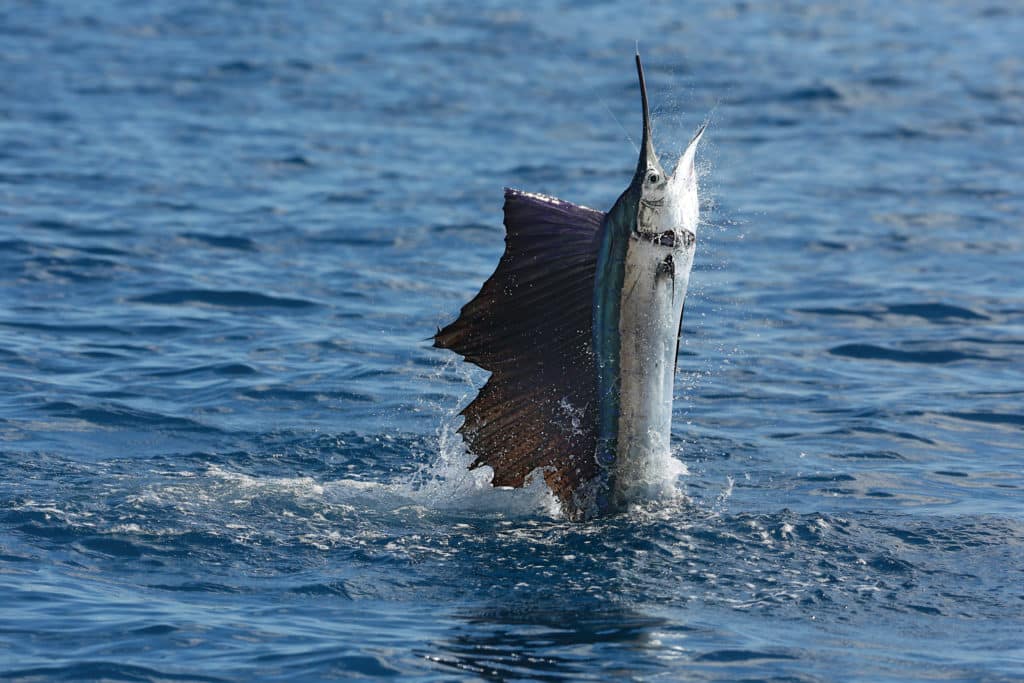 sls-sailfish.jpg