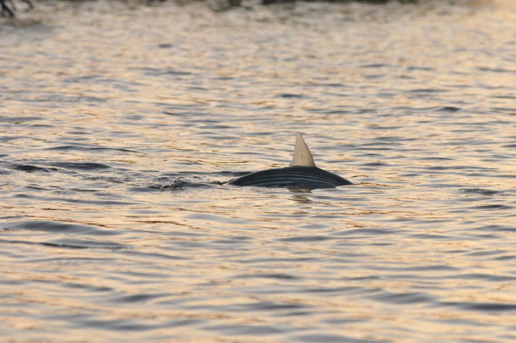 Fishing for Bonefish in Hawaii