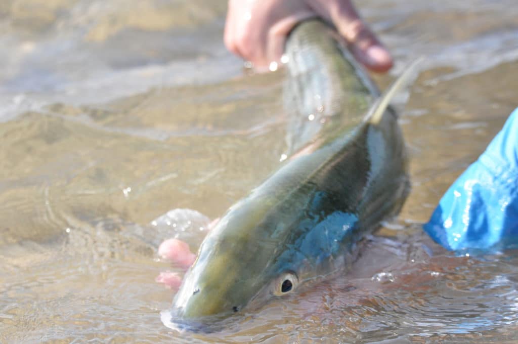 Fishing for Bonefish in Hawaii