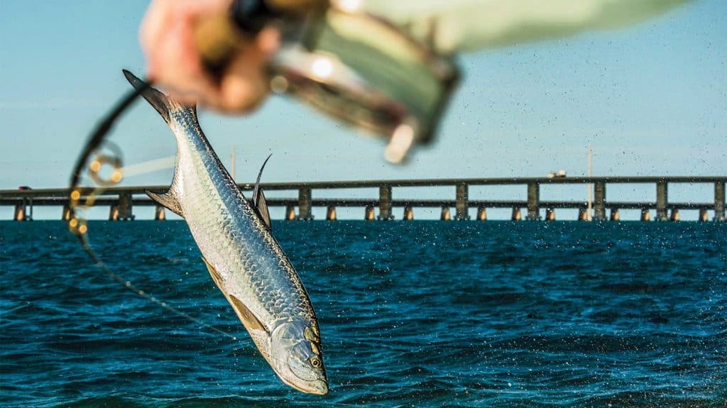 Tarpon Fishing Around Florida