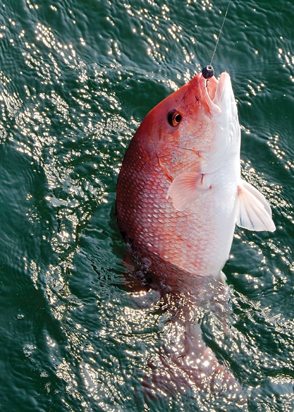 Alabama red snapper