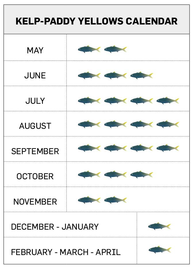 How to Catch California Yellowtail Under Kelp Paddies