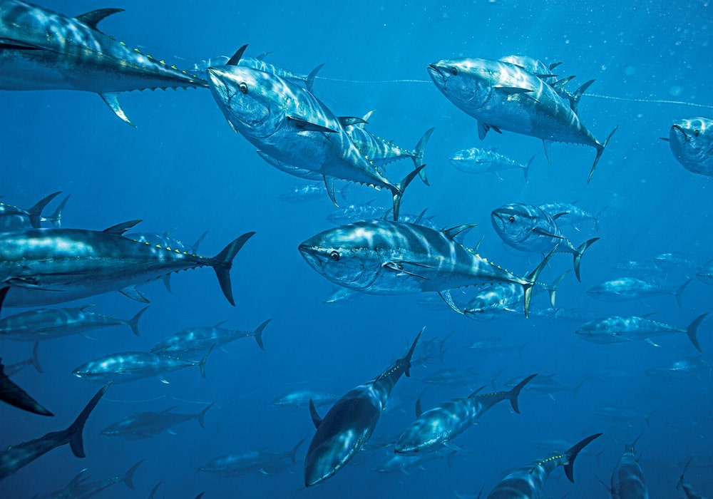 School of bluefin