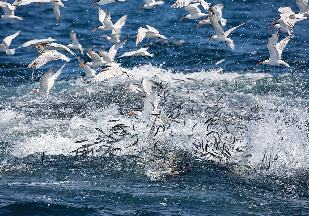 Bluefin chasing anchovies