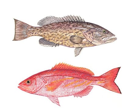 gag grouper and vermilion snapper