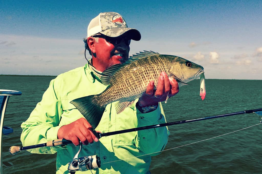 mangrove snapper