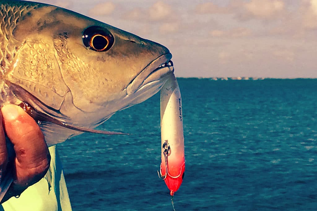 mangrove snapper in Florida Keys