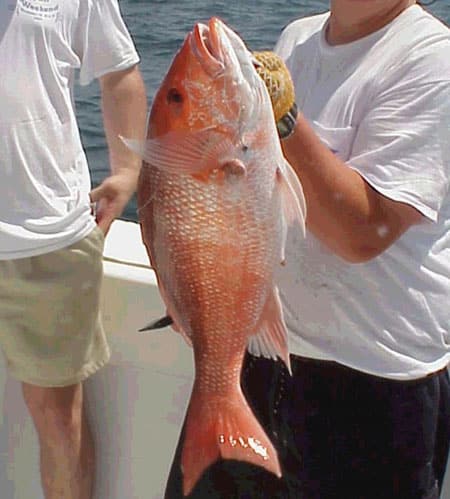 red snapper NOAA